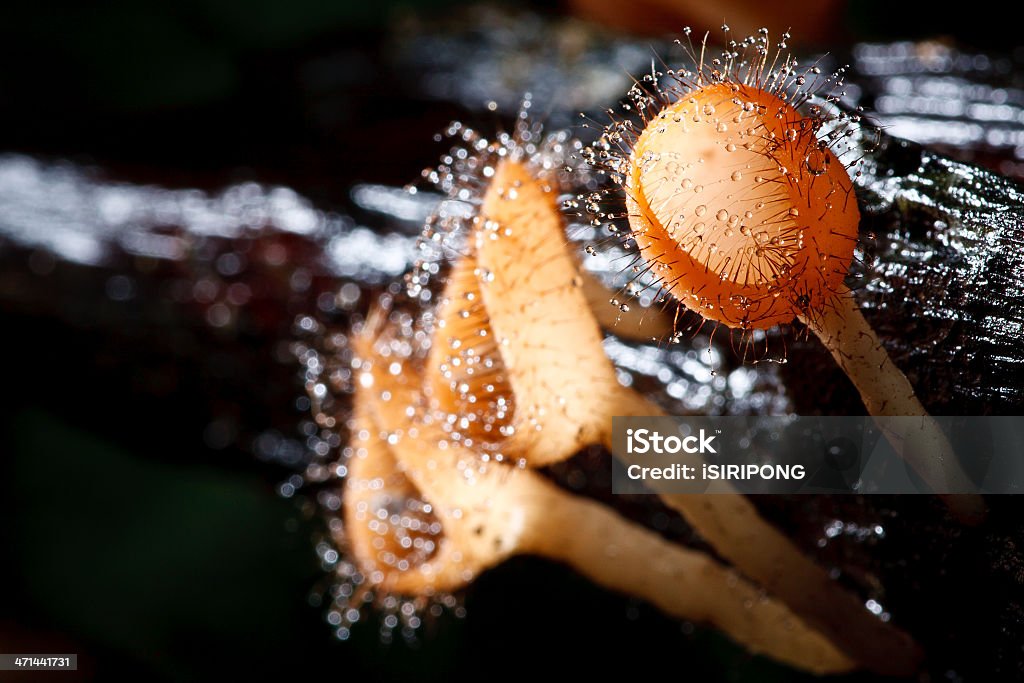 Orange mushroom Orange mushroom or Champagne mushroom in rain forest, Thailand. Beauty In Nature Stock Photo
