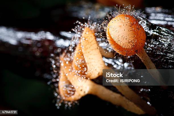 Orange Mushroom Stock Photo - Download Image Now - Beauty In Nature, Botany, Champagne