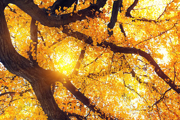 sotto l'albero autunno - beech leaf low angle view deciduous tree tree trunk foto e immagini stock