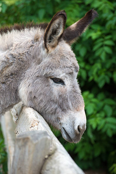 istock Portrait of a grey donkey 471442277
