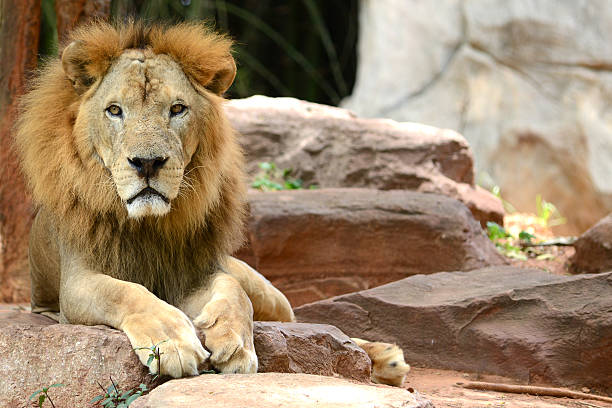 istock Male Lion looking to camera 471442285