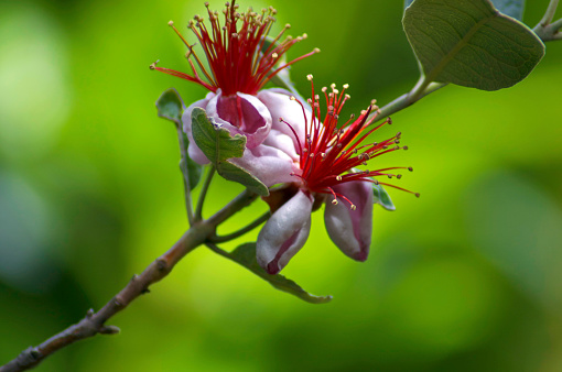 A close-up shot of an ornamental pineapple guava plant in bloom (Acca sellowiana, also known as feijoa or guavasteen).