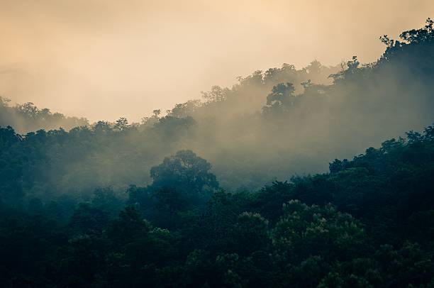 istock misty early morning forest with a bit of sunlight 471442823