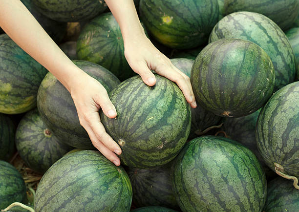 istock Many big sweet green watermelons 471442990