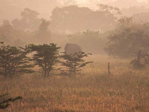 An Asian Elephant (Elephas maximus) feeds in the early morning, silhouetted in a savannah-type grassland bordering a tropical jungle / forest that is partially shrouded in morning mist.