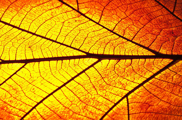istock Leaf Vein Old brown and transparance 471443057