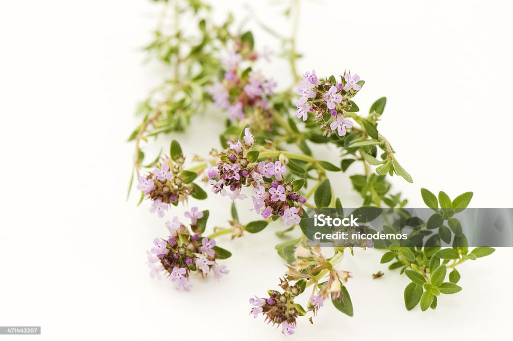 timo - Foto stock royalty-free di Timo - Erba aromatica