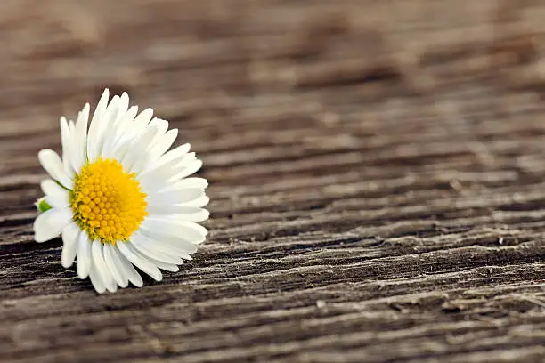 Tiny daisy flower on wooden background.