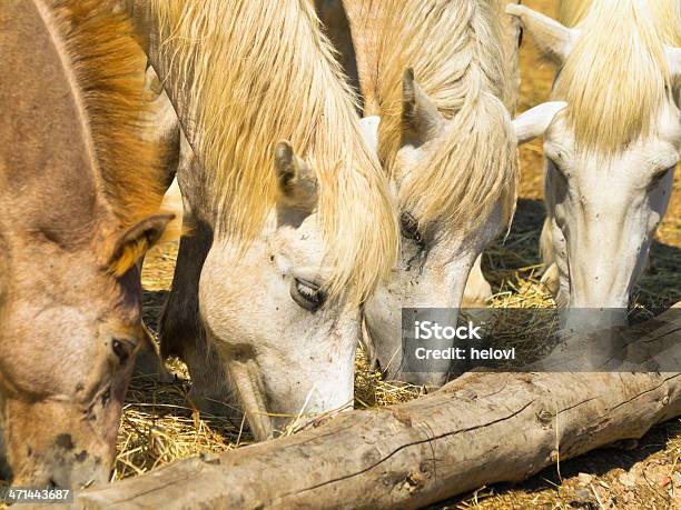 Foto de Cavalo Camargue e mais fotos de stock de Agricultura - Agricultura, Animal, Animal de Fazenda