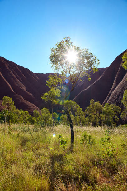 lumière du matin ou uluru - northern territory flash photos et images de collection