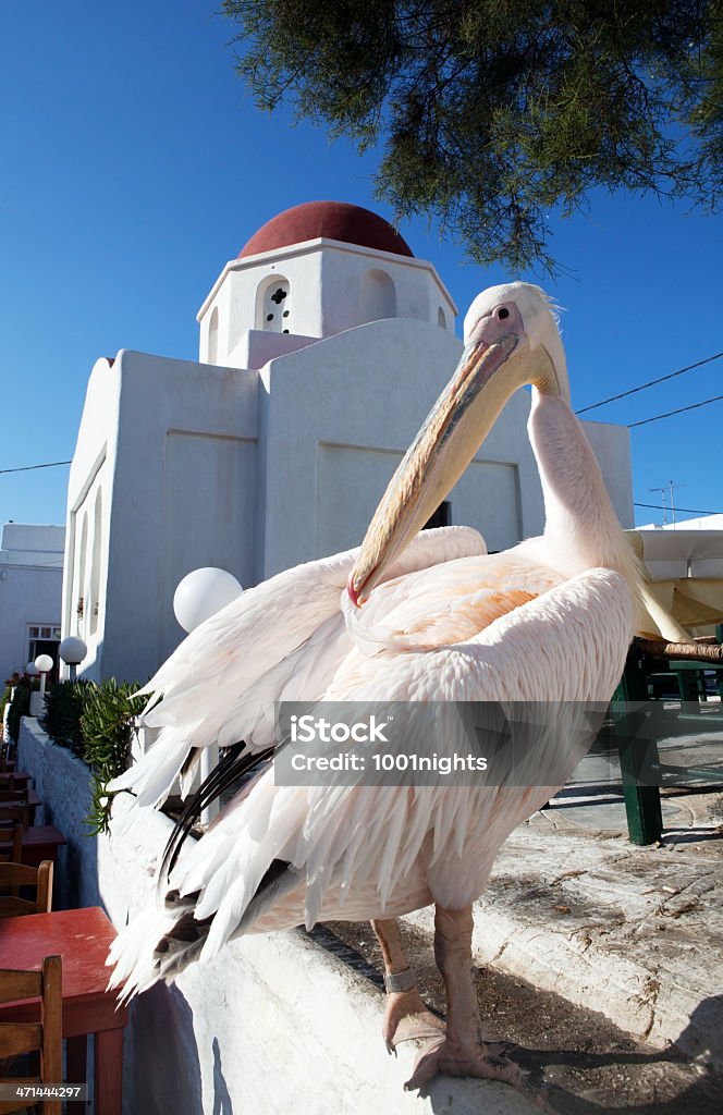 pelican in Myconos White pelican in Myconos Pelican Stock Photo