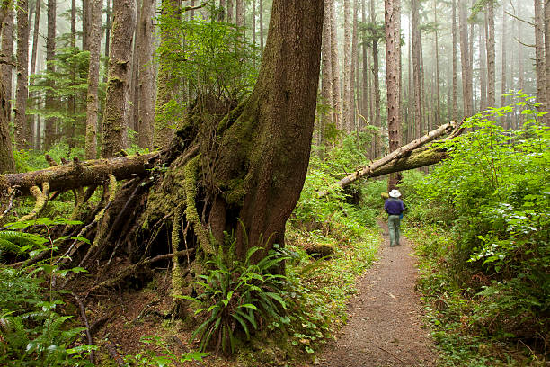 istock Foggy forest hiker on Olympic National Park trail 471444769