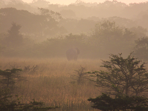 An Asian Elephant (Elephas maximus) feeds in the early morning, silhouetted in a savannah-type grassland bordering a tropical jungle / forest that is partially shrouded in morning mist.