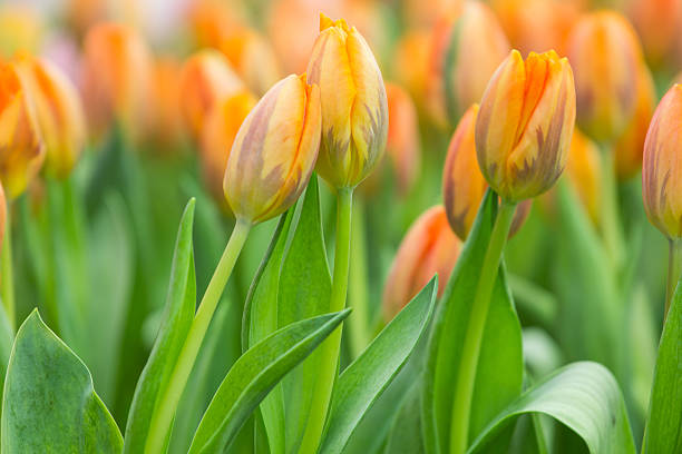 istock spring Flowers bunch. Beautiful orang tulips bouquet. 471445332