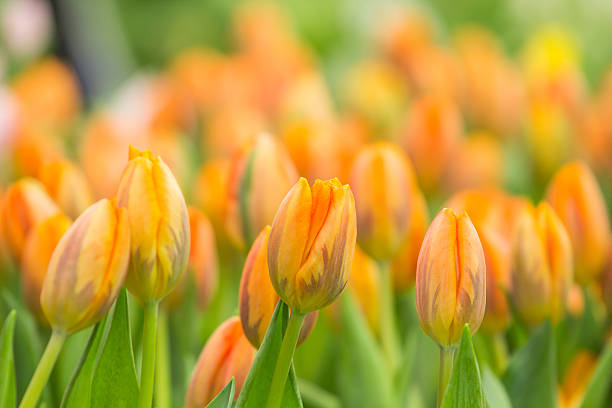 istock spring Flowers bunch. Beautiful orang tulips bouquet. 471445334