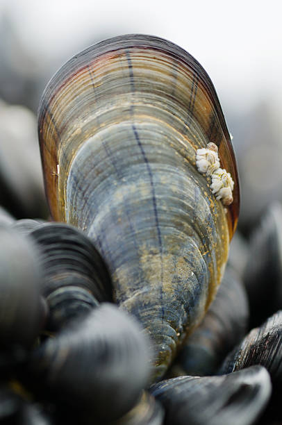 Mussel stock photo