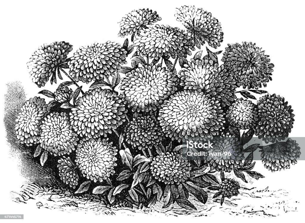 aster Engraved illustration of aster flowers  19th Century Stock Photo