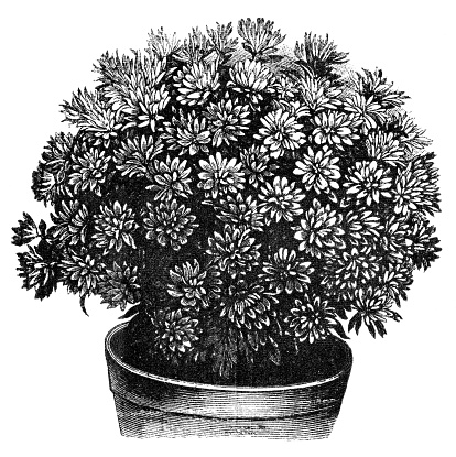 Engraved illustration of aster flowers 