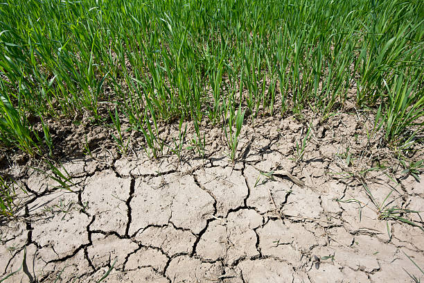 istock gmo cereal plant grows on dry, waterless land 471445880