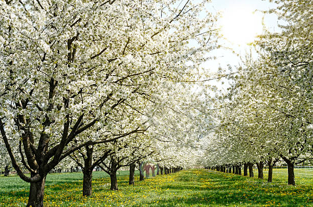 istock blooming fruit tree avenue with the cherry in the Ortenau 471445886