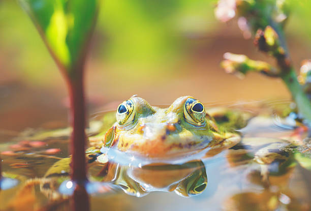 istock Green frog [Rana kl. esculenta] 471445948