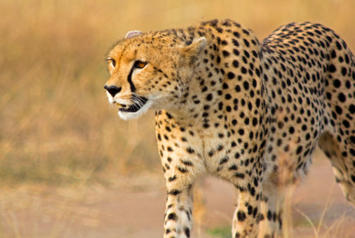 Close up of an alert cheetah scanning for prey – Masai Mara, Kenya