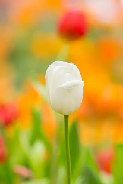 spring Flowers bunch. Beautiful white tulips bouquet.