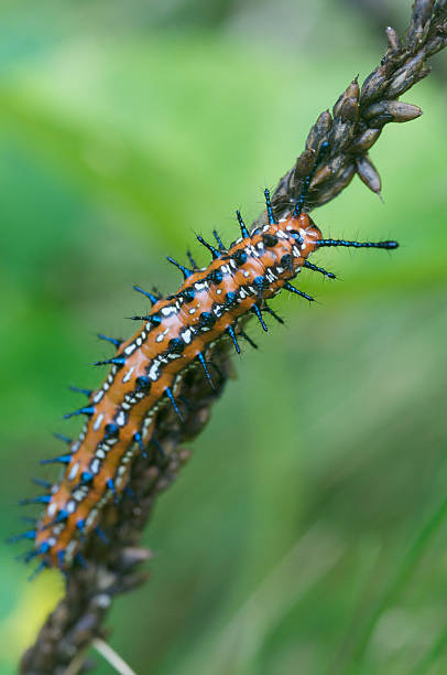 Varigated Fritilary Caterpillar stock photo