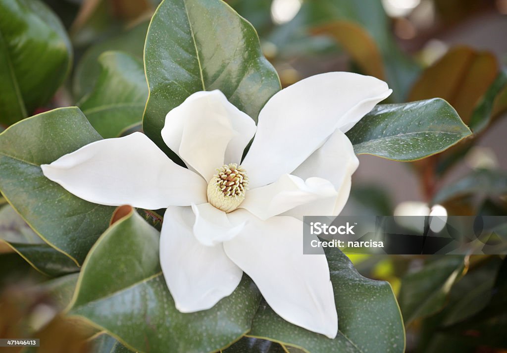 southern magnolia esterno - Foto stock royalty-free di Bianco
