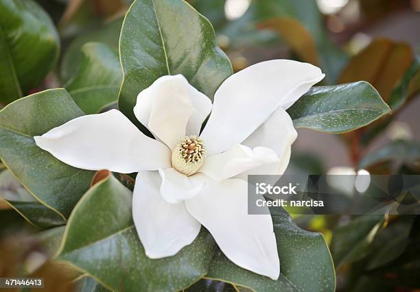 Southern Magnolia Esterno - Fotografie stock e altre immagini di Bianco - Bianco, Colore verde, Composizione orizzontale