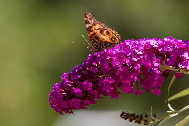 Mariposa en flor - foto de stock