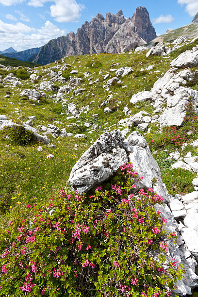 альпийская роза в доломитах - european alps tirol rhododendron nature стоковые фото и изображения