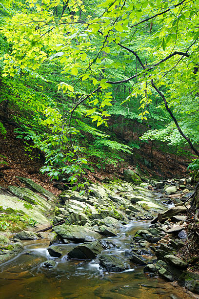 istock Lush, Green Stream in Virginia 471447075