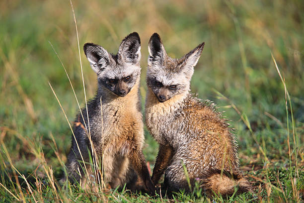 Mummy and Daddy Bat Ear Foxes stock photo