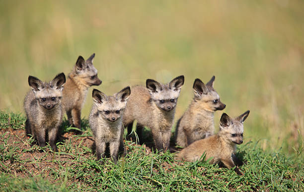 Tiny Bat Eared fox puppies stock photo