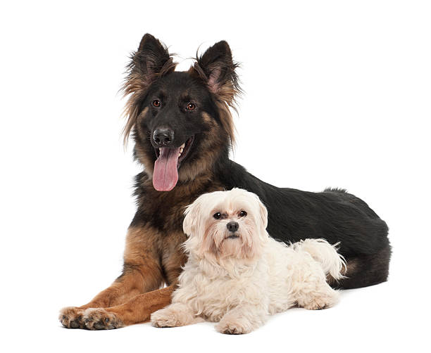 istock Maltese and German Shepherd Dog 471447339