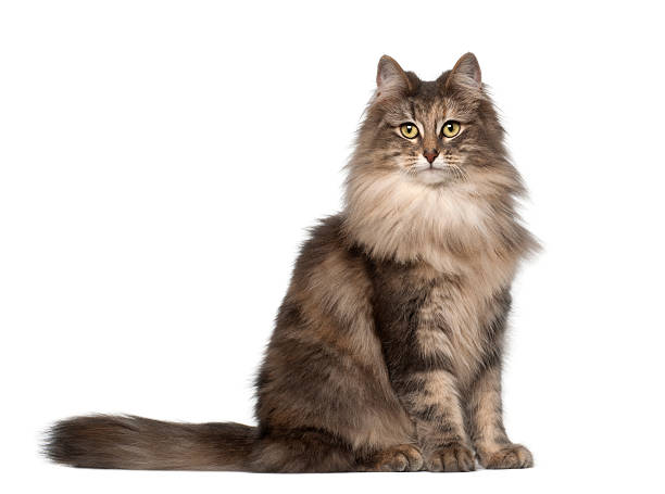 istock Portrait of Norwegian Forest Cat 471447347