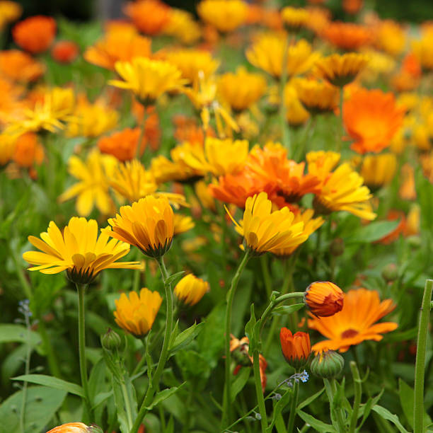 istock Marigold flowers in a large organic flowerbed 471447787