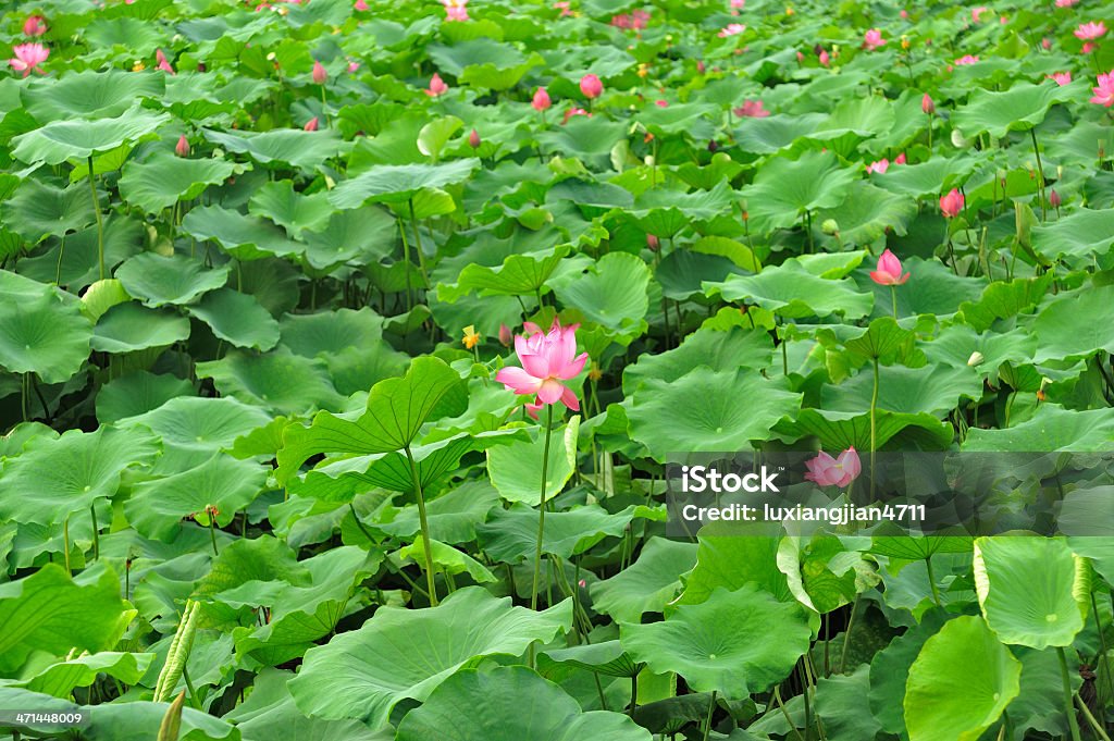 Muitos lotus (lírio d'água) - Foto de stock de Flor royalty-free