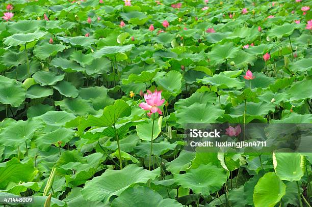 Foto de Muitos Lotus e mais fotos de stock de Flor - Flor, Flora, Fotografia - Imagem