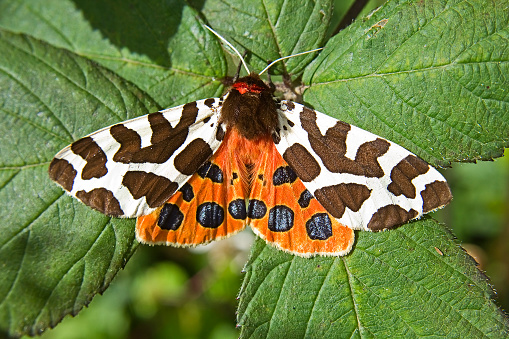 Garden Tiger Moth (Arctia caja) sat on leaves