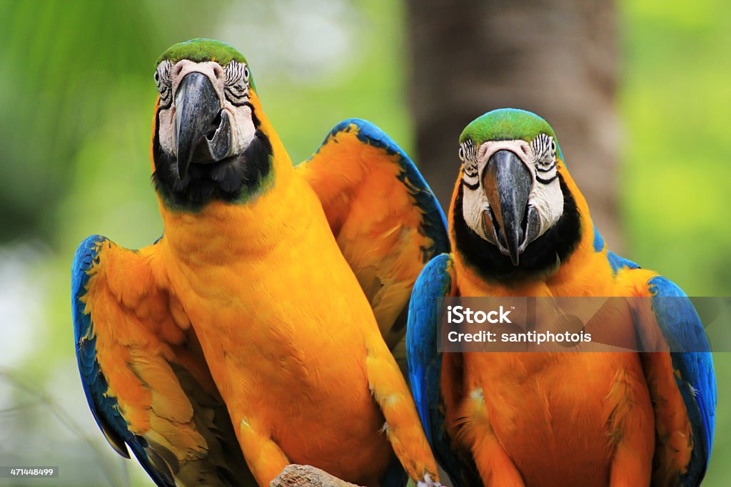 Macaw Ara ararauna ] [ Vögel - Lizenzfrei Blau Stock-Foto