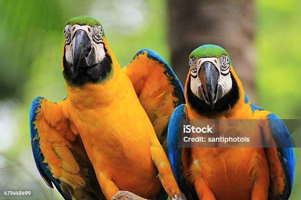 Macaw Ara Ararauna Vögel Stockfoto und mehr Bilder von Blau - Blau, Bunt - Farbton, Eigentliche Aras