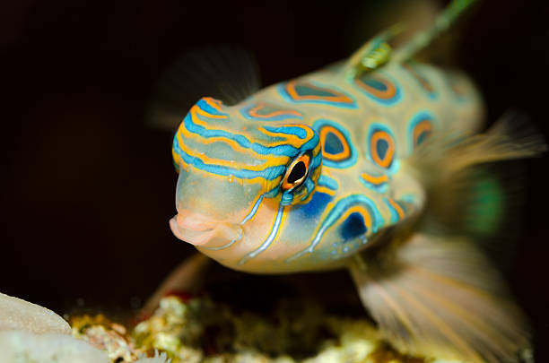 istock Spotted mandarin fish-Synchiropus picturatus 471448523
