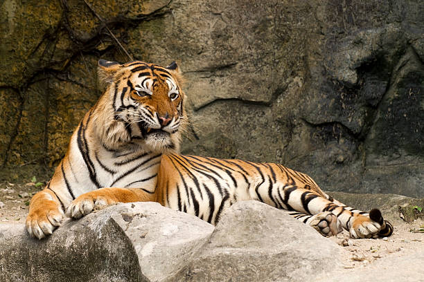 istock Bengal tiger full body 471448979