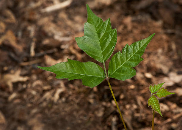 istock Poison Ivy: 