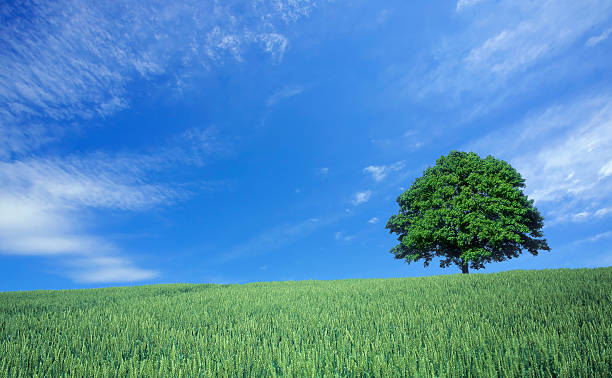 istock Green wheat field and lone tree 471449433