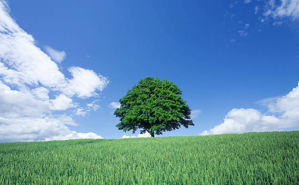 istock Green wheat field and lone tree 471449435