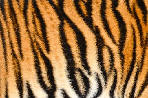 texture of real tiger skin ( fur )