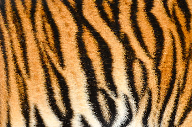 tiger skin texture of real tiger skin ( fur ) tiger stripes stock pictures, royalty-free photos & images
